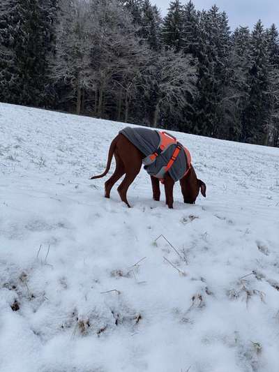 Rhodesian Ridgeback-Beitrag-Bild