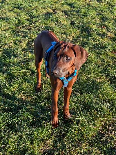 Rhodesian Ridgeback-Beitrag-Bild