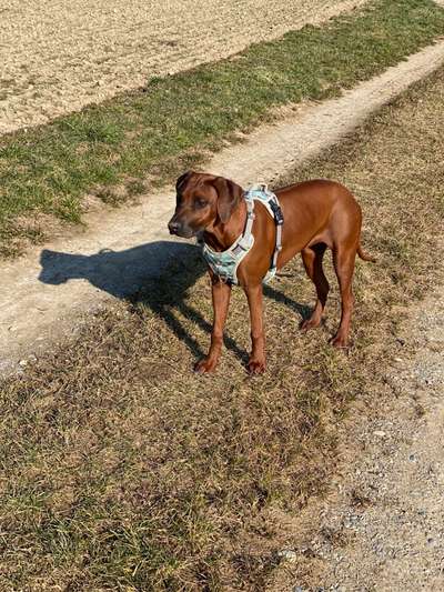 Rhodesian Ridgeback-Beitrag-Bild