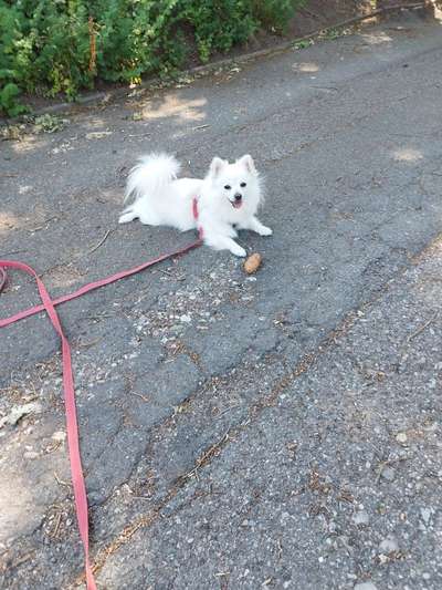 Spitz--Zwergspitz--kleinspitz---mittelspitz----Großspitz--Wolfsspitz-Beitrag-Bild