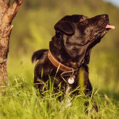 Hundetreffen-Spaziergang oder Trainingskumpel-Bild