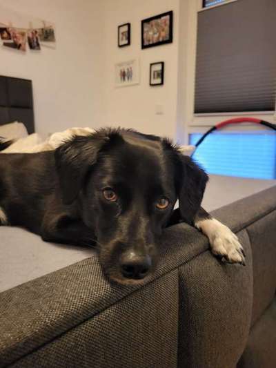 Unsere Fellnasen-Vielfalt im Überblick!-Beitrag-Bild