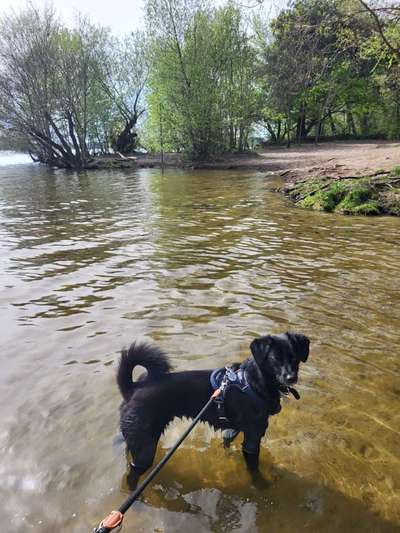 Hundetreffen-Gassirunde-Bild