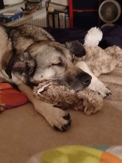 Kangal Fans ! ! ! !-Beitrag-Bild