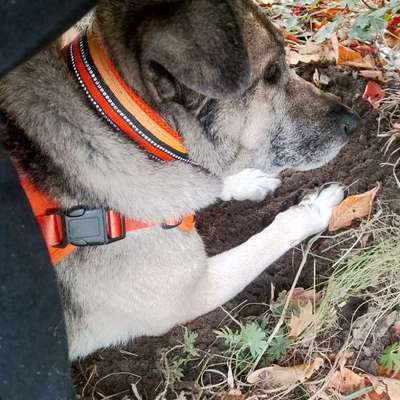 Nicht gassi gehen Abends - Böller-Beitrag-Bild