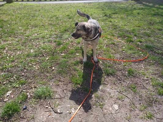 Herdenschutzhund-Beitrag-Bild