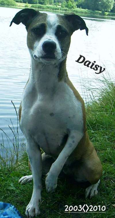 Mischlingshunde Foto Aufruf-Beitrag-Bild