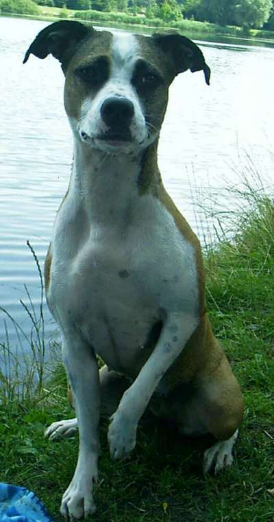 Mischlingshunde Foto Aufruf-Beitrag-Bild