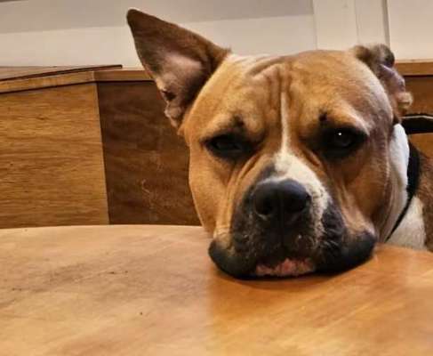 Diskussion zum neuen Entwurf des Tierschutzgesetzes....-Beitrag-Bild