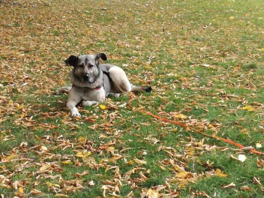 Kangal Fans ! ! ! !-Beitrag-Bild