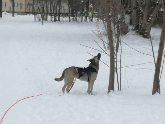 Mischlingshunde Foto Aufruf-Beitrag-Bild