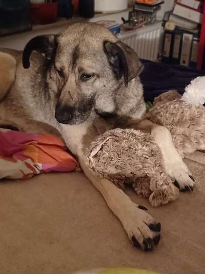 Kangal Fans ! ! ! !-Beitrag-Bild