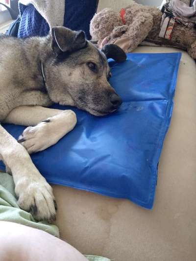 Tierschutzhunde suchen ein Zuhause-Beitrag-Bild