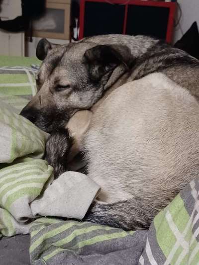 Darf der Hund bei Euch im Bett schlafen?-Beitrag-Bild