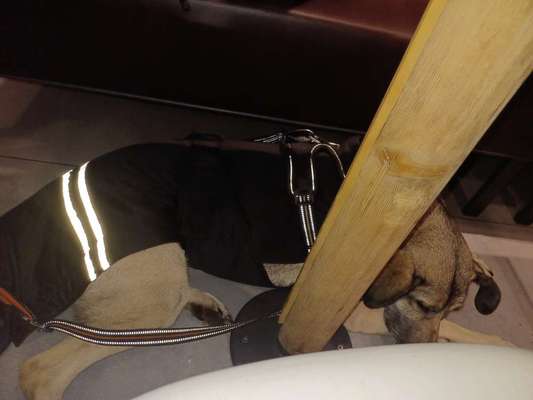 Silvester - Mittel zur Beruhigung-Beitrag-Bild