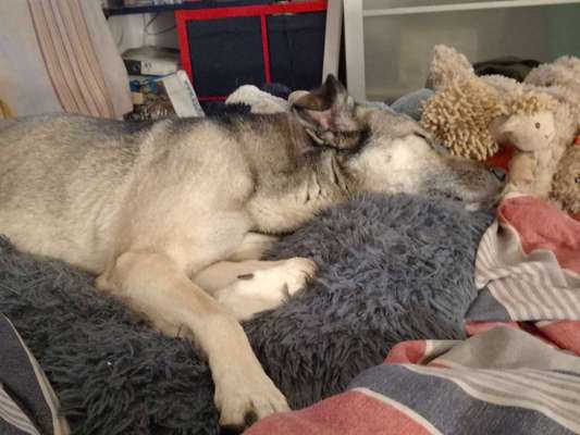 Überfüllte und unterfinanzierte Tierheime – Braucht es politisches Handeln?-Beitrag-Bild