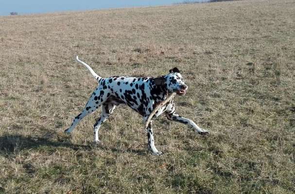 Erfahrung mit blind, tauben hund-Beitrag-Bild