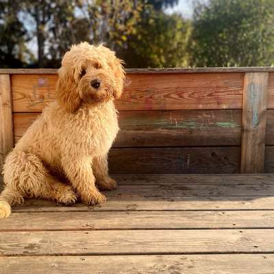 Hundetreffen-Spielfreund/freundin gesucht-Bild