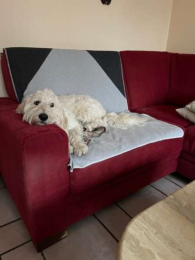 Goldendoodle?-Beitrag-Bild