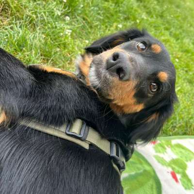 Hundetreffen-Suche Hundefreunde-Bild