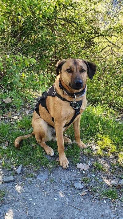 Auslandstierschutz-Beitrag-Bild