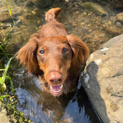 Hundetreffen-Gassi gehen-Bild