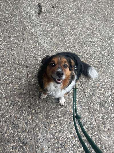 Auslandstierschutz-Beitrag-Bild