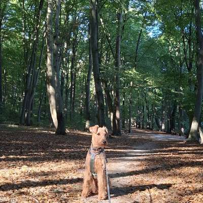 Airedale Terrier-Beitrag-Bild