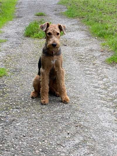 Airedale Terrier-Beitrag-Bild