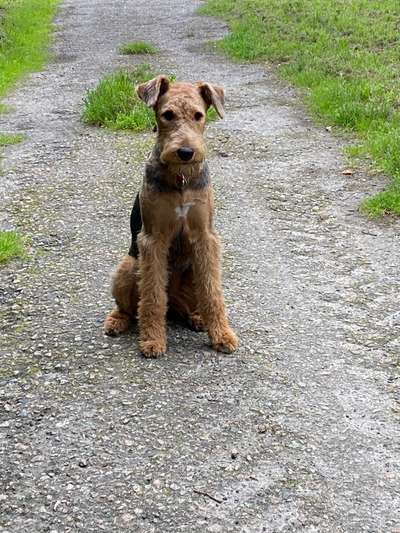 Airedale Terrier-Beitrag-Bild