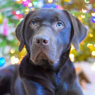 Hundetreffen-Gassi- und Spielrunde