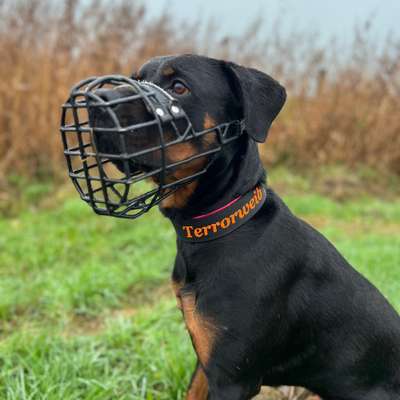 Hundetreffen-Spazieren und evtl. Spielen-Bild