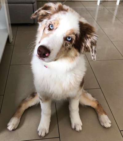 Die Dogorama Kalender Challenge Titelbild-Beitrag-Bild