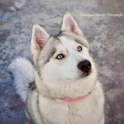 Hundetreffen-Fellmodelle gesucht-Bild