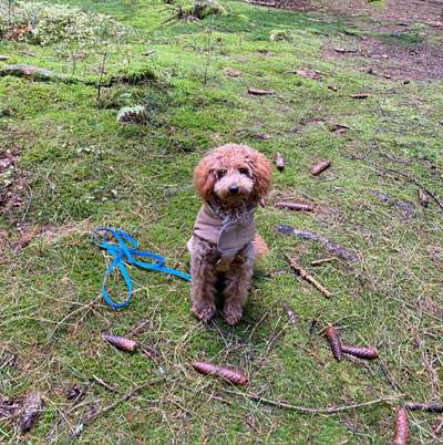 Hundetreffen-Spiel- oder Gassifreunde gesucht-Bild