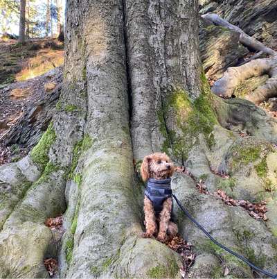 Hundetreffen-Spiel- oder Gassifreunde gesucht-Bild
