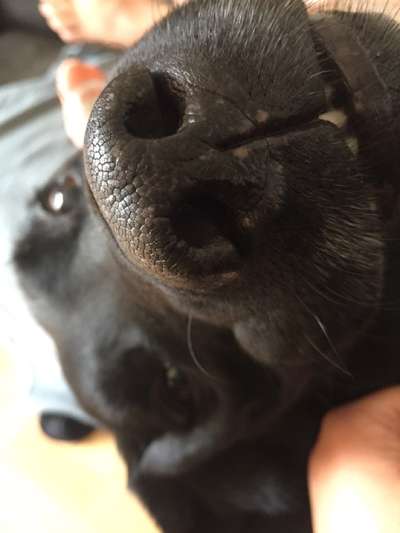 Zeigt mir die tollste Nahaufnahme von eurer Fellnase-Beitrag-Bild