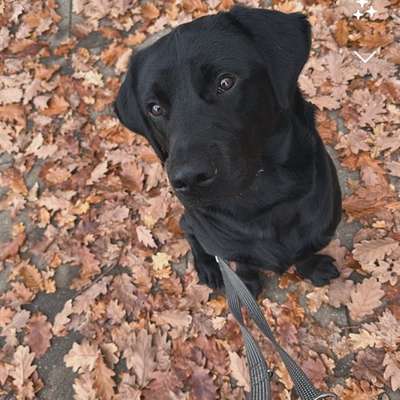 Hundetreffen-Junghundetreffen-Bild