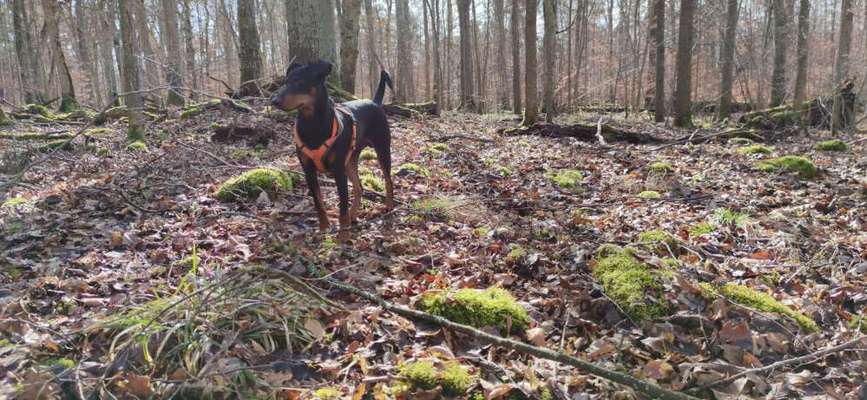 Liebhaber des Deutschen Pinscher gesucht.-Beitrag-Bild