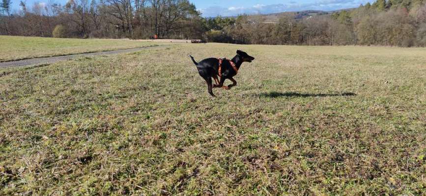 Liebhaber des Deutschen Pinscher gesucht.-Beitrag-Bild