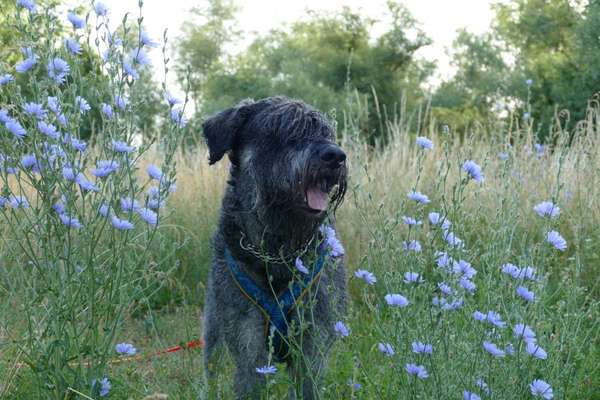 Tongue Out Tuesday-Beitrag-Bild