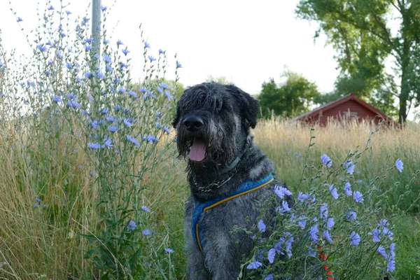 5. Hund im hohen Gras-Beitrag-Bild