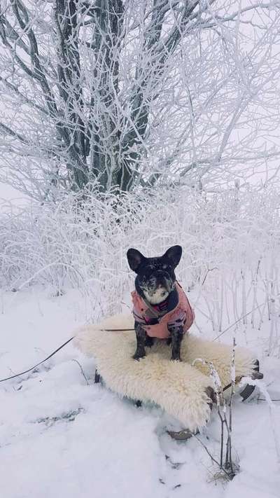 Dogorama Photo Challenge - Winterstimmung-Beitrag-Bild