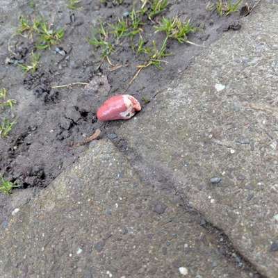 Giftköder-Ausgelegte Innereien-Bild