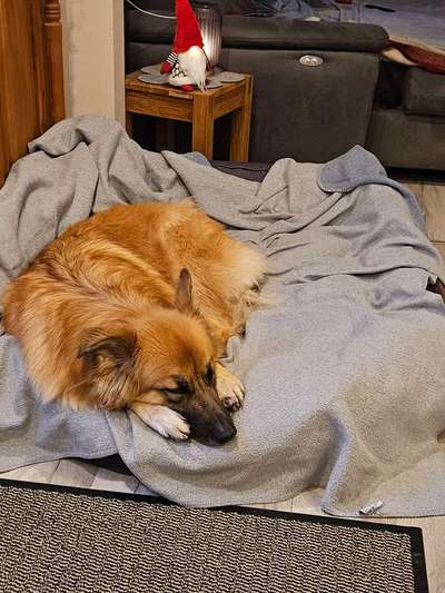 Herdenschutzhund-Beitrag-Bild