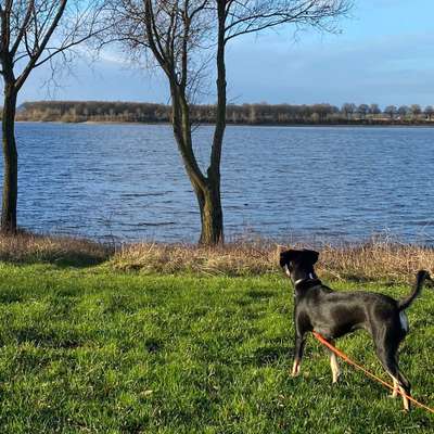 Hundetreffen-Gassi- & Spielfreunde für Lotta-Bild