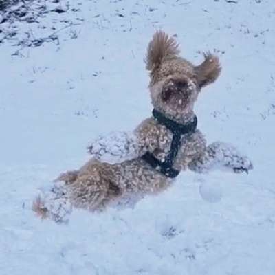 Hundetreffen-Spaziergang im Westend Offenbach-Bild