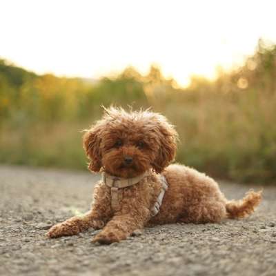 Hundetreffen-Kleine Hunde zum Gassi gehen/Spielen gesucht-Bild