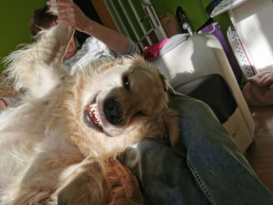 Postet das beste Foto von euren 4 beinern-Beitrag-Bild