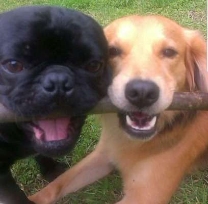 Dogorama Photo Challenge - Die besten Hundebuddys-Beitrag-Bild